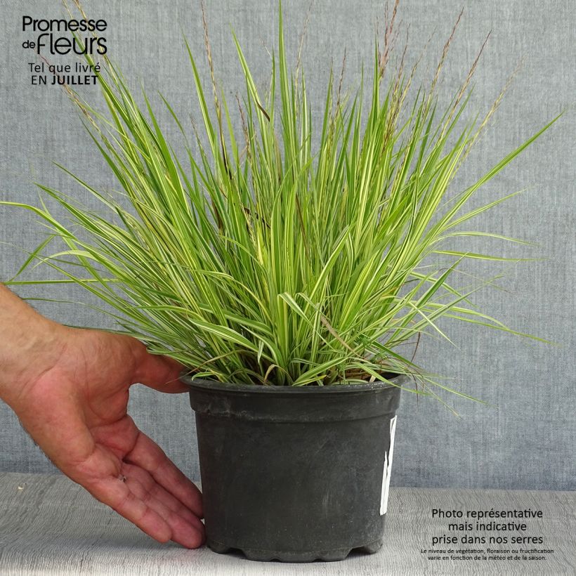 Amostra de Molinia caerulea subsp. caerulea Variegata Vaso de 2 L/3 L tal como entregue no verão