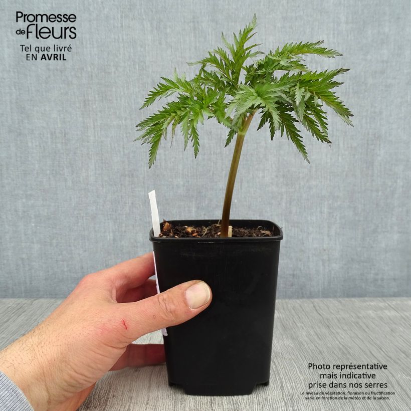 Amostra de Molopospermum peloponnesiacum Vaso de 8/9 cm tal como entregue na primavera