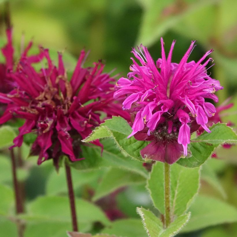 Monarda Bee True (Floração)