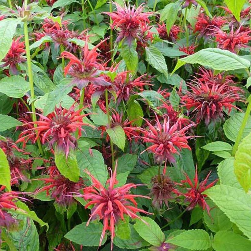 Monarda Cambridge Scarlet (Floração)