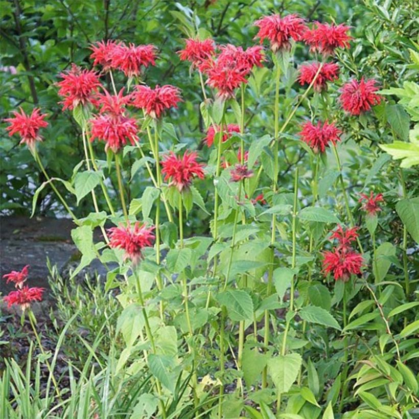 Monarda Cambridge Scarlet (Hábito)
