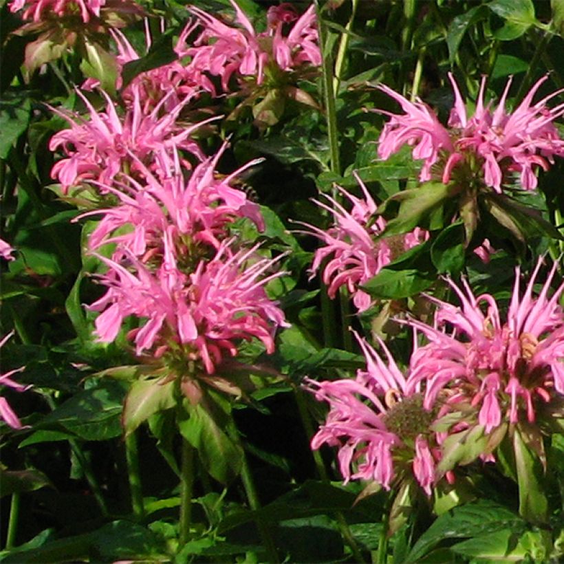 Monarda didyma Croftway Pink (Floração)