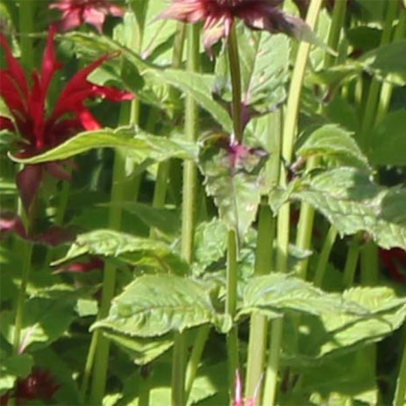 Monarda Gardenview Scarlet (Folhagem)