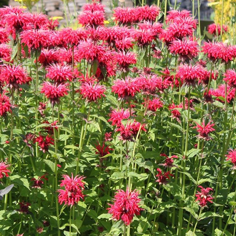 Monarda Gardenview Scarlet (Floração)