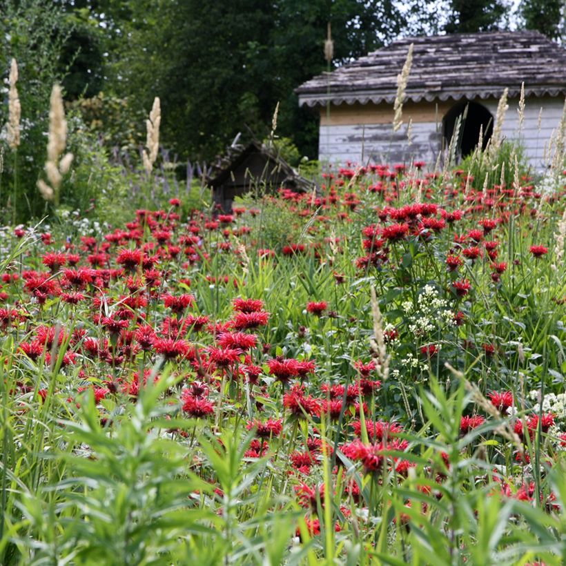 Monarda Gardenview Scarlet (Hábito)
