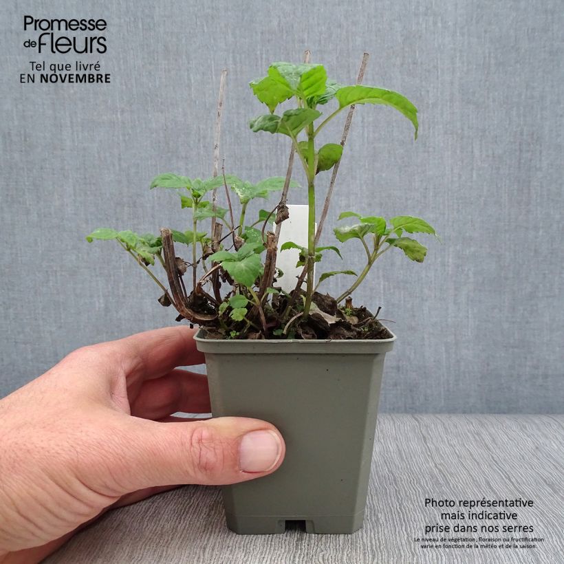 Amostra de Monarda Gardenview Scarlet Vaso de 8/9 cm tal como entregue no outono