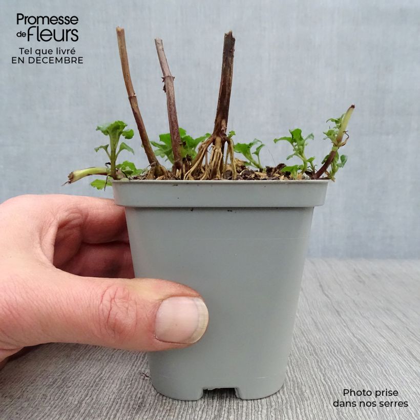 Amostra de Monarda Gardenview Scarlet - Bergamote écarlate Vaso de 8/9 cm tal como entregue no inverno