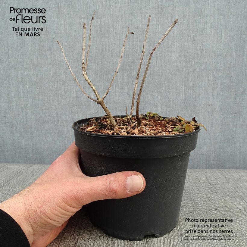 Amostra de Monarda Gardenview Scarlet - Bergamote écarlate Vaso de 2 L/3 L tal como entregue no inverno