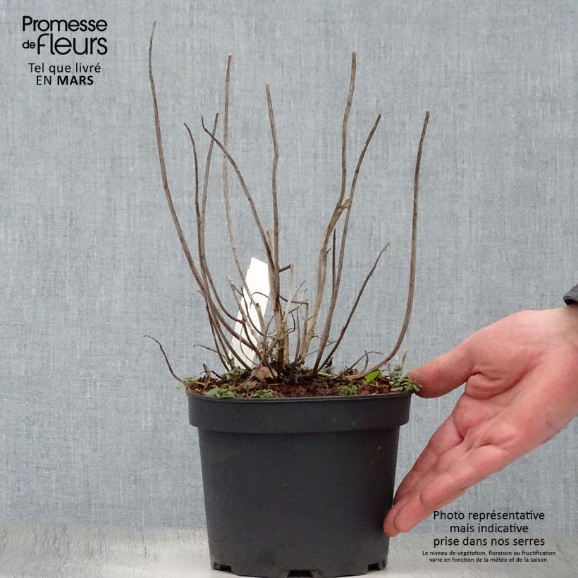 Amostra de Monarda Gardenview Scarlet Vaso de 2 L/3 L tal como entregue na primavera