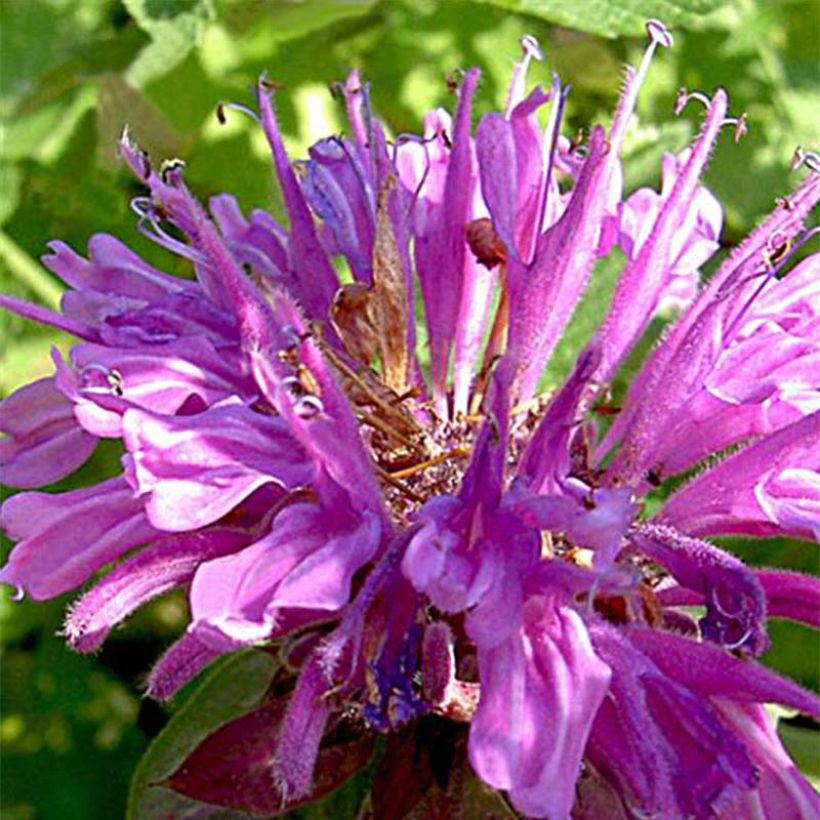 Monarda fistulosa Tetraploid (Floração)