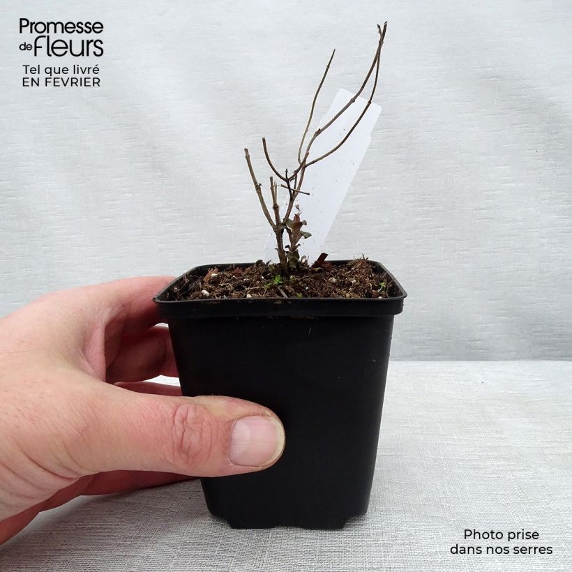 Amostra de Monarda fistulosa Tetraploid Vaso de 8/9 cm tal como entregue no inverno