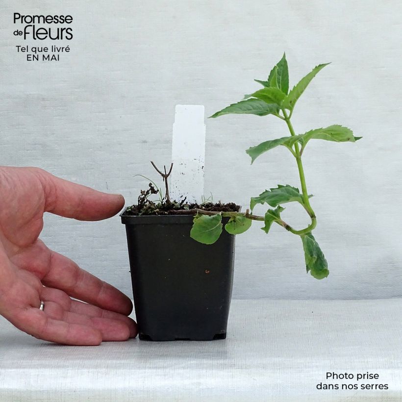 Amostra de Monarda fistulosa Tetraploid Vaso de 8/9 cm tal como entregue na primavera