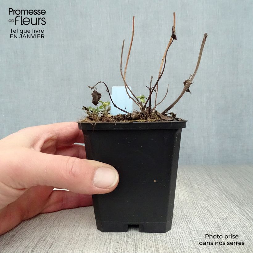 Amostra de Monarde Beauty of Cobham - Bergamote rose Vaso de 8/9 cm tal como entregue no inverno