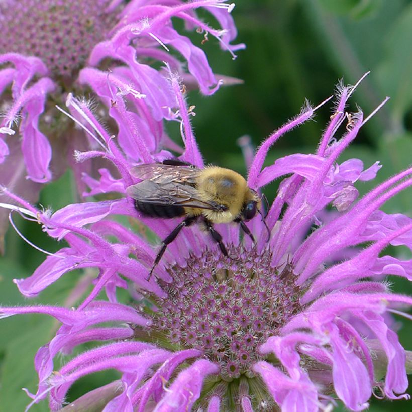 Monarda Blaustrumpf (Floração)