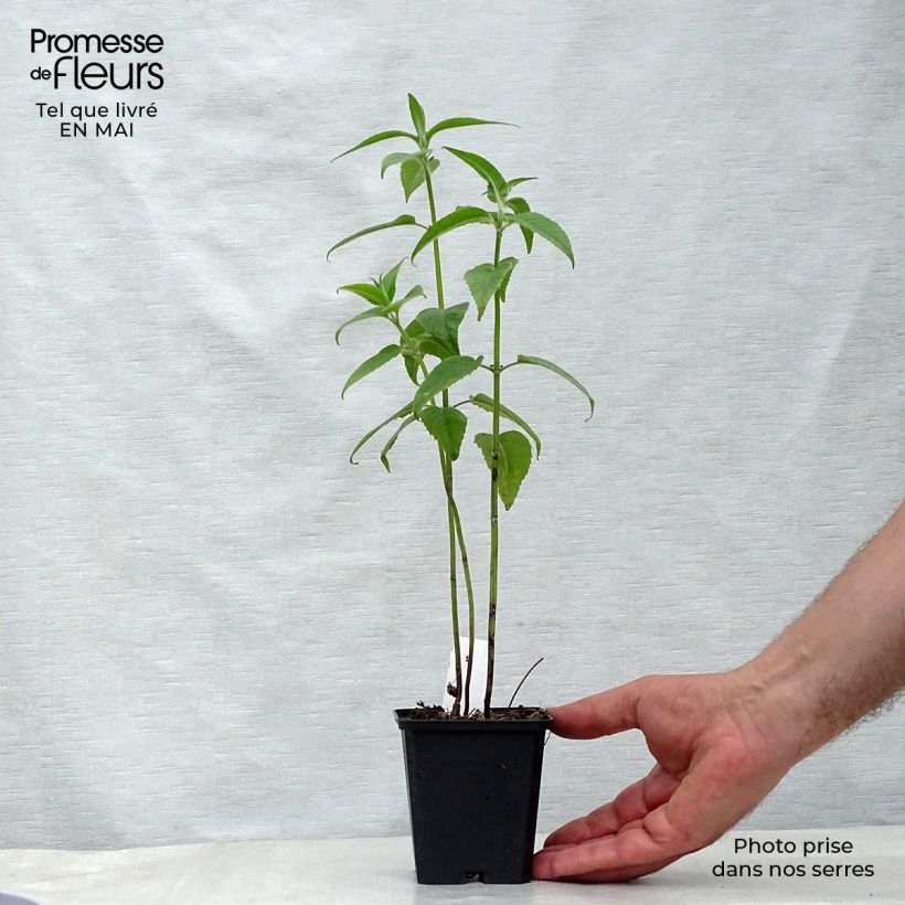 Amostra de Monarda Blaustrumpf Vaso de 8/9 cm tal como entregue na primavera