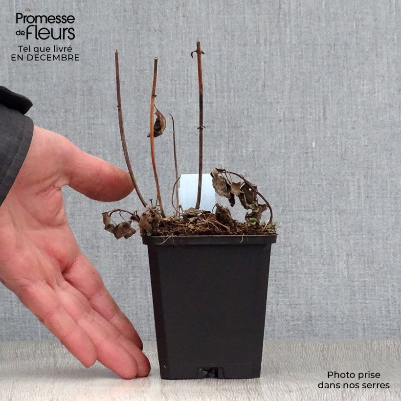 Amostra de Monarde Blaustrumpf - Bergamote lilas foncé Vaso de 8/9 cm tal como entregue no inverno