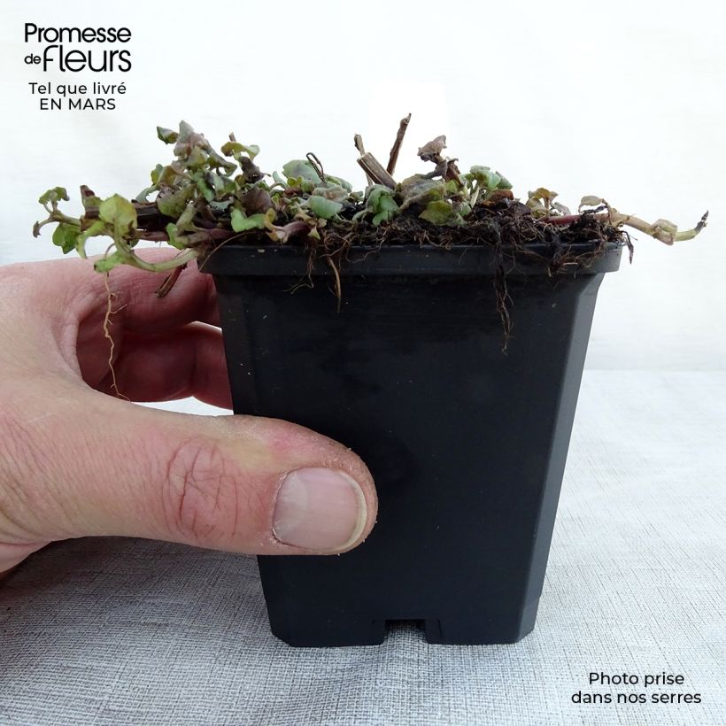 Amostra de Monarda Cambridge Scarlet Vaso de 8/9 cm tal como entregue na primavera