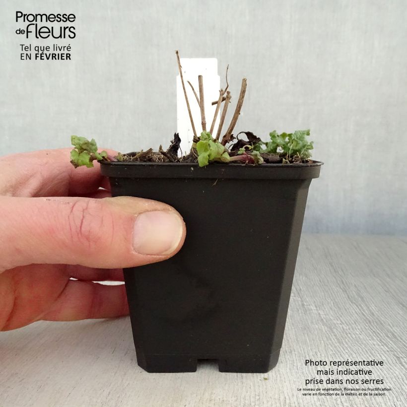 Amostra de Monarda Cambridge Scarlet Vaso de 8/9 cm tal como entregue no inverno