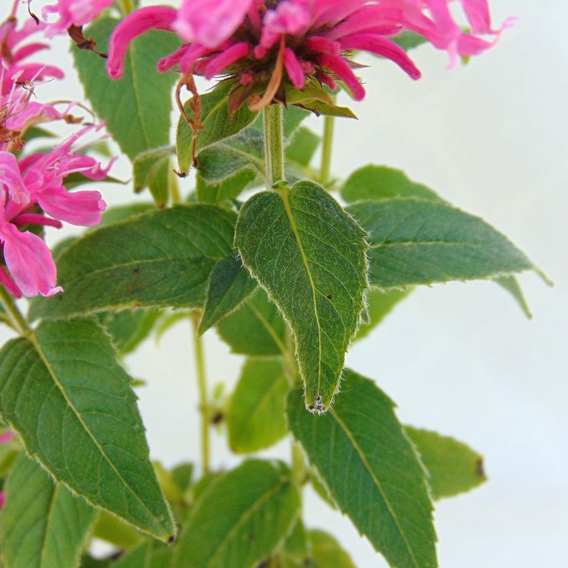 Monarda didyma Cranberry Lace (Folhagem)