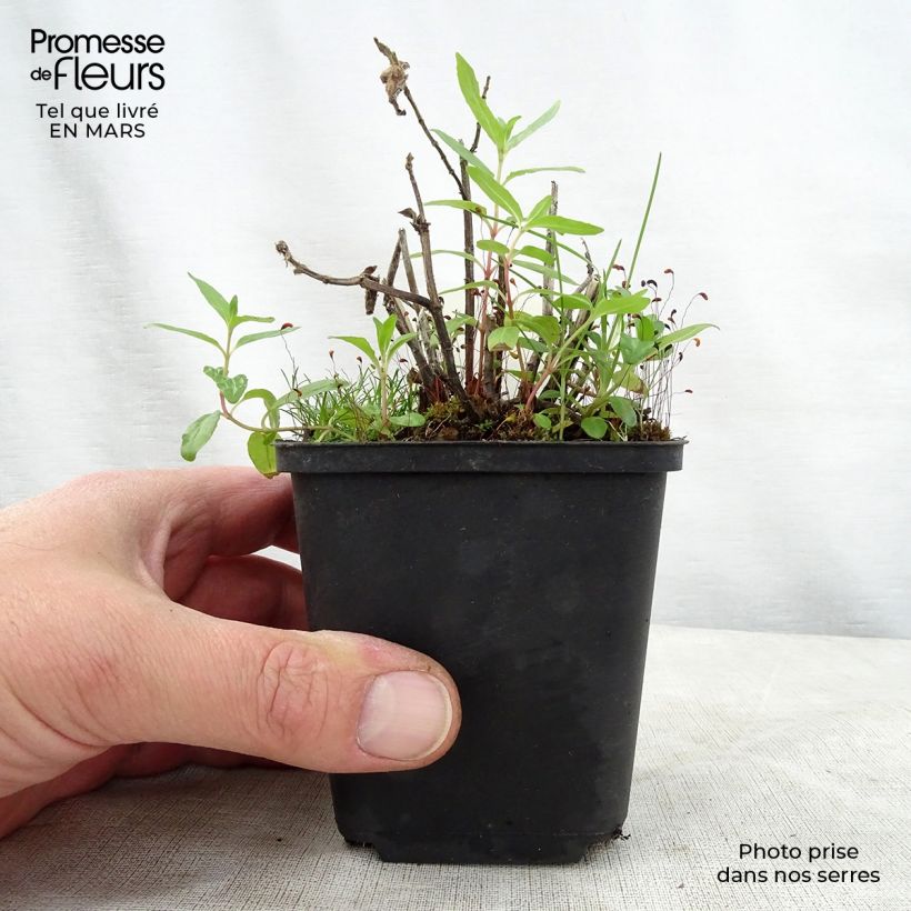 Amostra de Monarda didyma Cranberry Lace Vaso de 8/9 cm tal como entregue na primavera