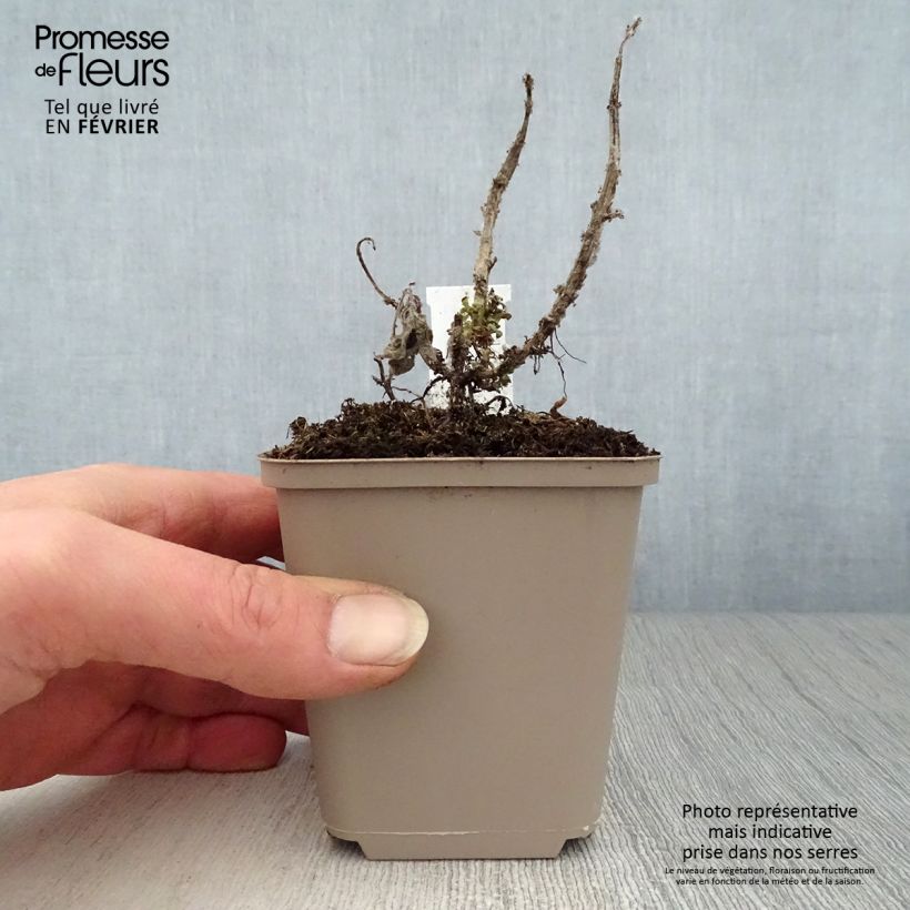 Amostra de Monarde Cranberry Lace - Bergamote rose pourpré Vaso de 8/9 cm tal como entregue no inverno