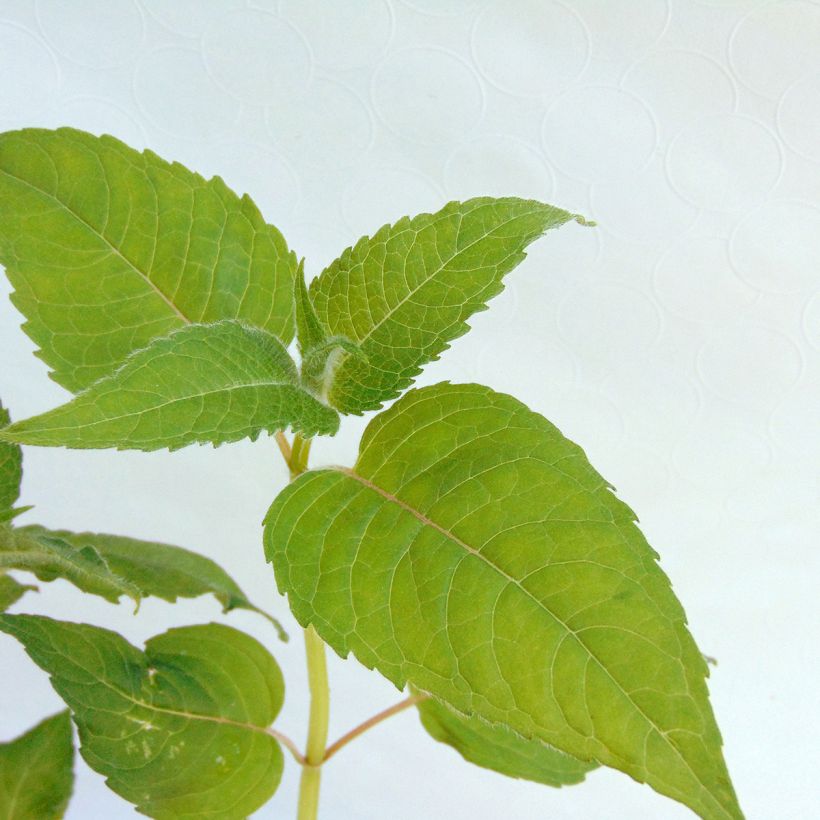 Monarda didyma Croftway Pink (Folhagem)