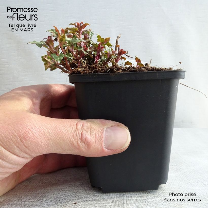 Amostra de Monarde Croftway Pink - Bergamote rose clair Vaso de 8/9 cm tal como entregue no inverno