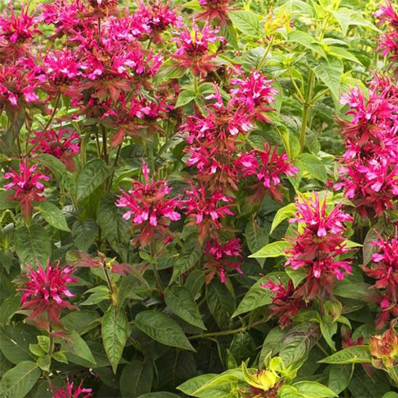 Monarda didyma Dancing Bird (Floração)