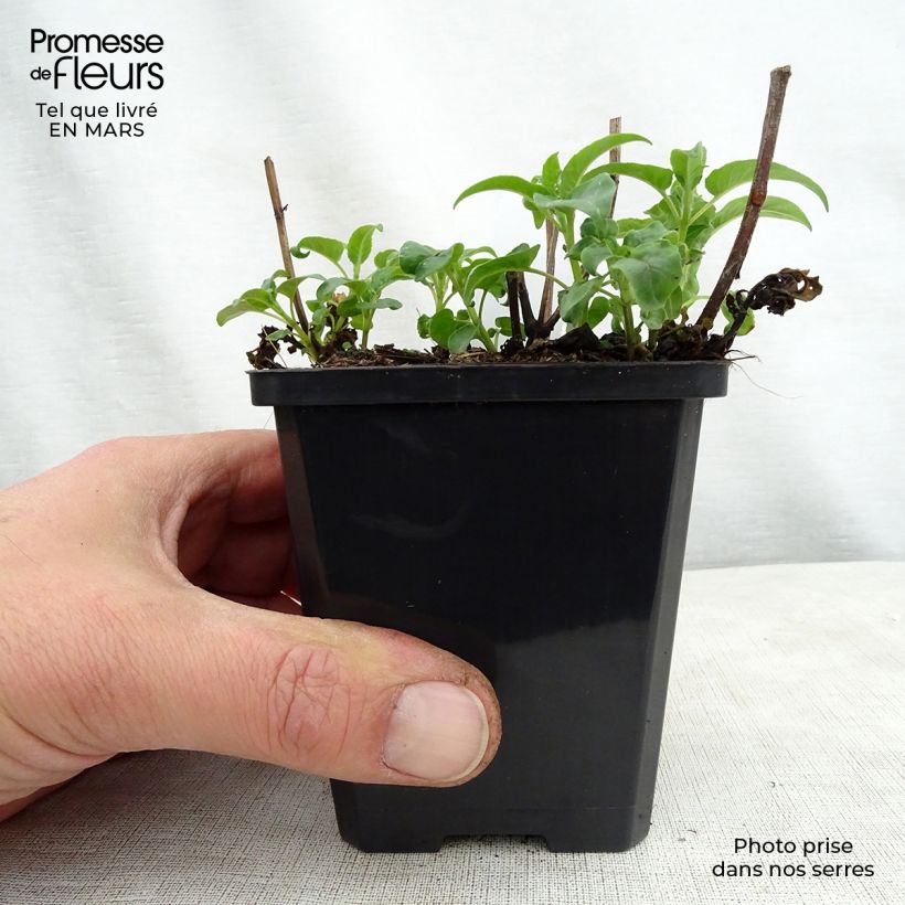 Amostra de Monarda didyma Dancing Bird Vaso de 8/9 cm tal como entregue na primavera