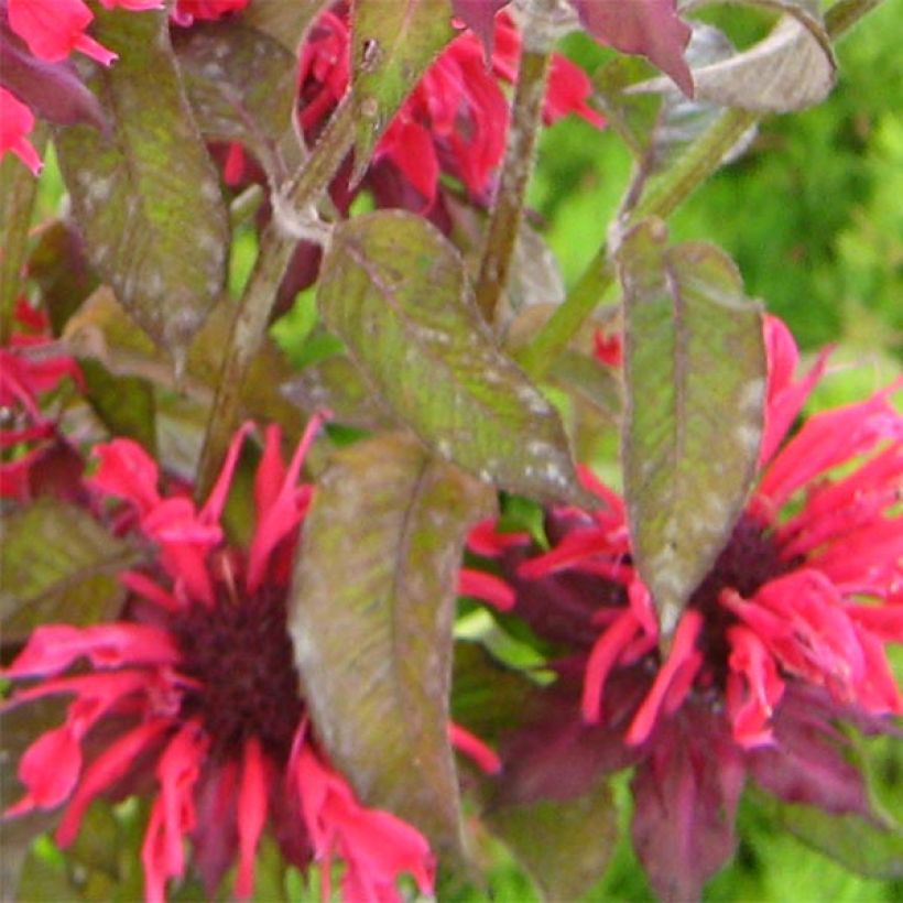 Monarda × fistulosa Feuerschopf (Folhagem)