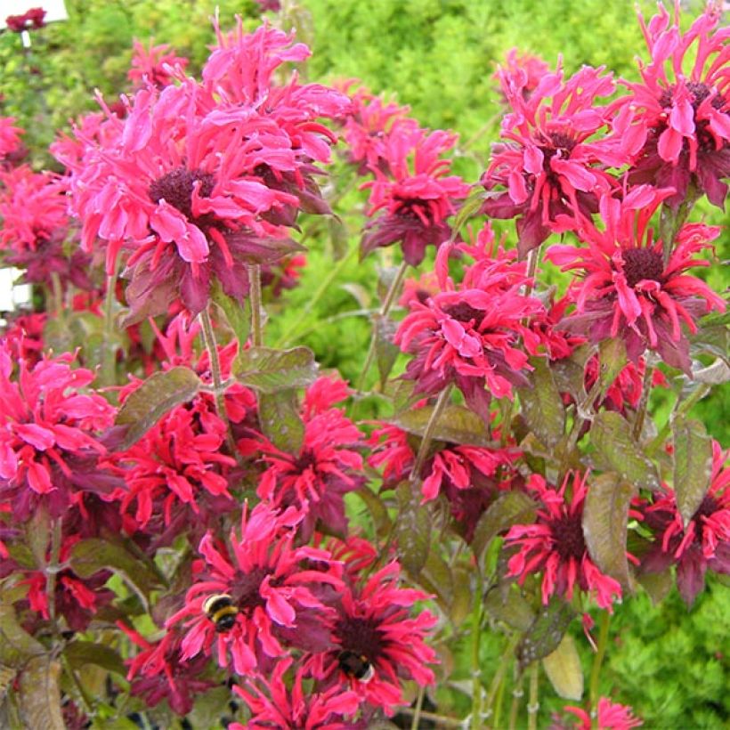 Monarda × fistulosa Feuerschopf (Floração)