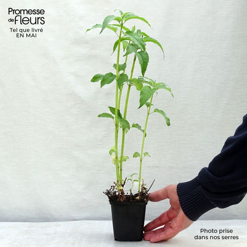 Amostra de Monarda × fistulosa Feuerschopf Vaso de 8/9 cm tal como entregue na primavera