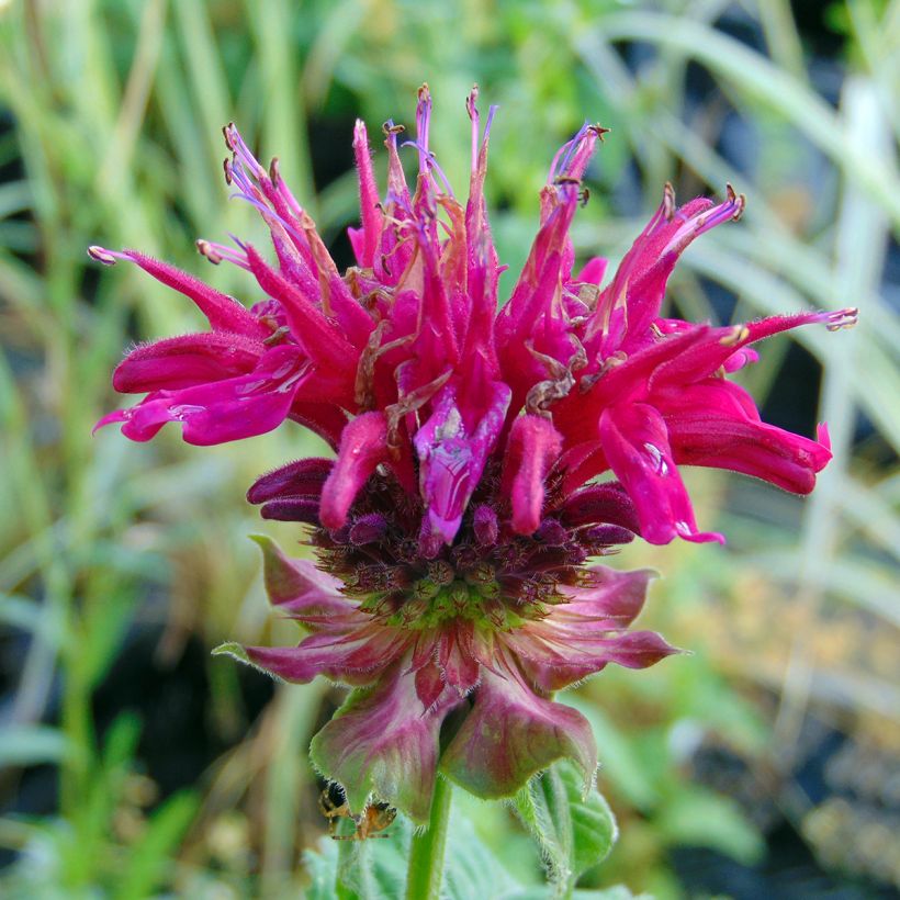Monarda Fireball (Floração)