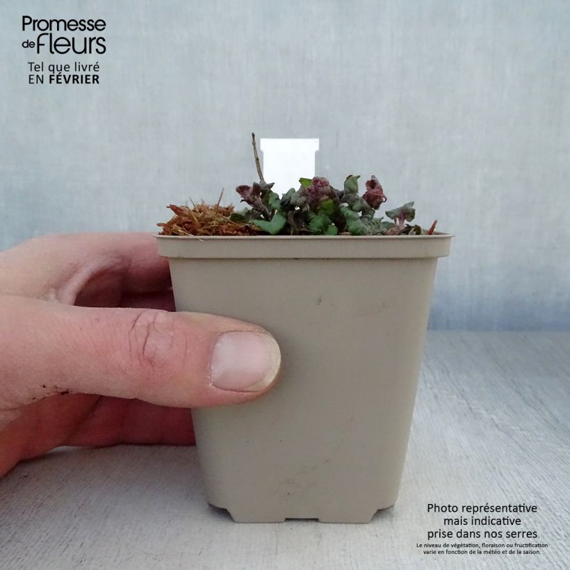 Amostra de Monarde Fireball - Bergamote rouge Vaso de 8/9 cm tal como entregue no inverno