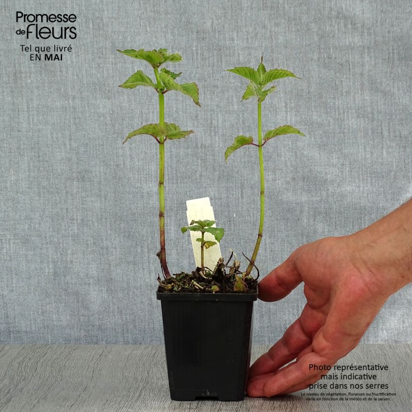 Amostra de Monarda Fireball Vaso de 8/9 cm tal como entregue na primavera