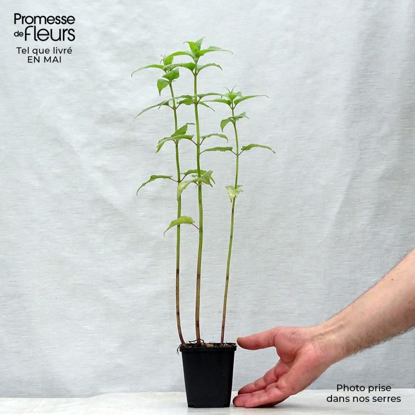 Amostra de Monarda Gewitterwolke Vaso de 8/9 cm tal como entregue na primavera