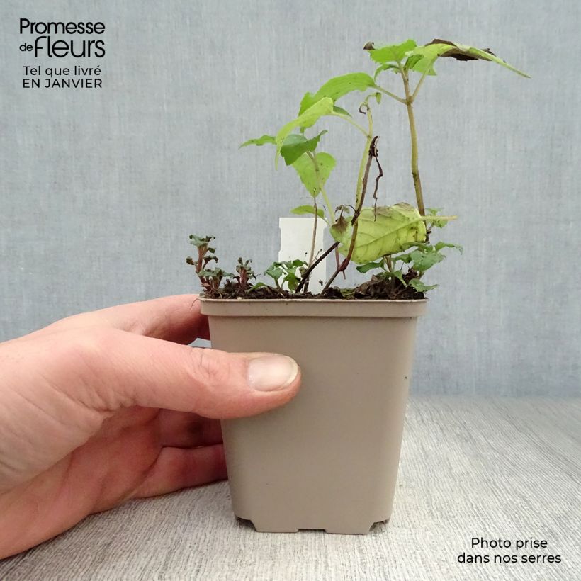 Amostra de Monarde Gewitter Wolke - Bergamote rose tyrien Vaso de 8/9 cm tal como entregue no inverno