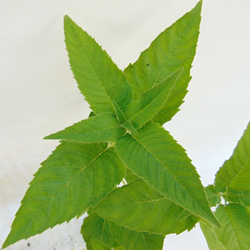 Monarda Heidelerche (Folhagem)