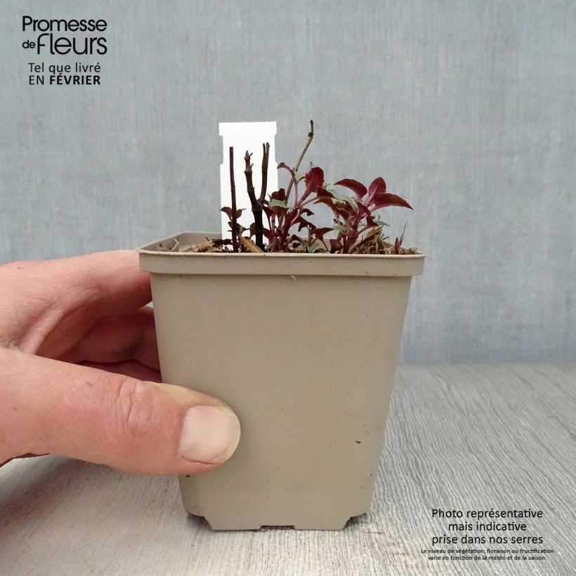 Amostra de Monarde Heidelerche - Bergamote rose-rouge Vaso de 8/9 cm tal como entregue no inverno