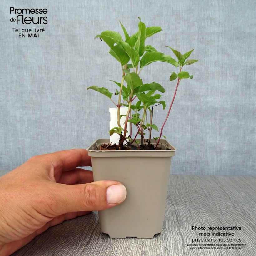 Amostra de Monarda Heidelerche Vaso de 8/9 cm tal como entregue na primavera