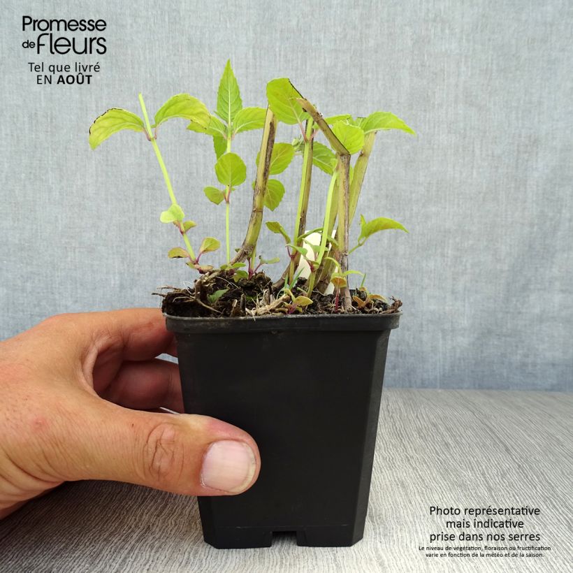 Amostra de Monarda Jacob Cline Vaso de 8/9 cm tal como entregue no verão