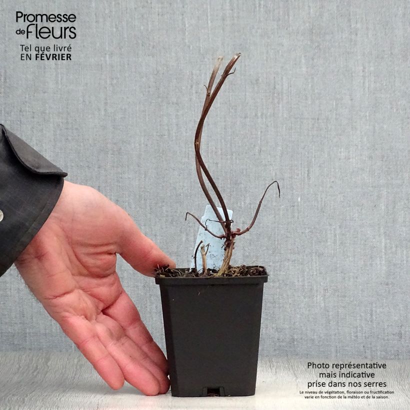 Amostra de Monarde Jacob Cline - Bergamote rouge Vaso de 8/9 cm tal como entregue no inverno