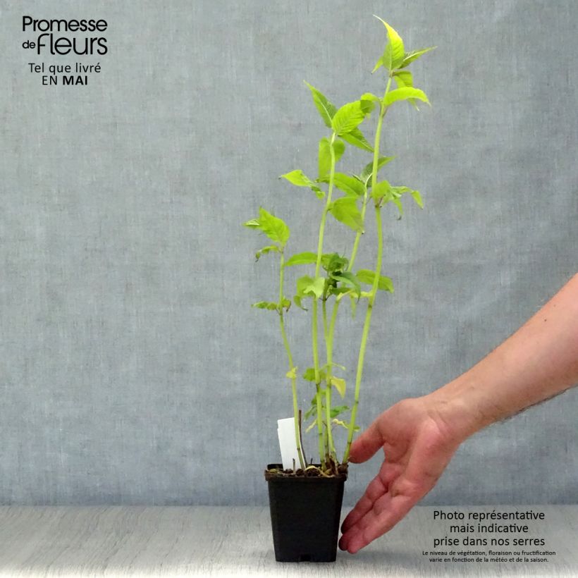 Amostra de Monarda Jacob Cline Vaso de 8/9 cm tal como entregue na primavera