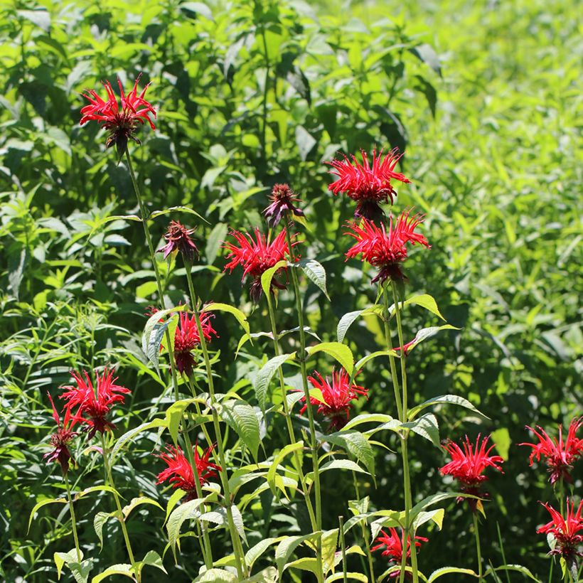 Monarda Jacob Cline (Hábito)