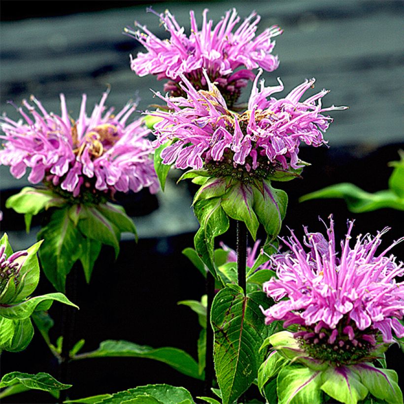 Monarda Melissa (Floração)