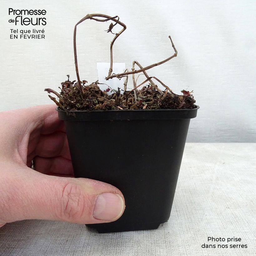 Amostra de Monarde Melissa - Bergamote Vaso de 8/9 cm tal como entregue no inverno