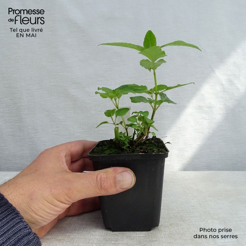 Amostra de Monarda Melissa Vaso de 8/9 cm tal como entregue na primavera