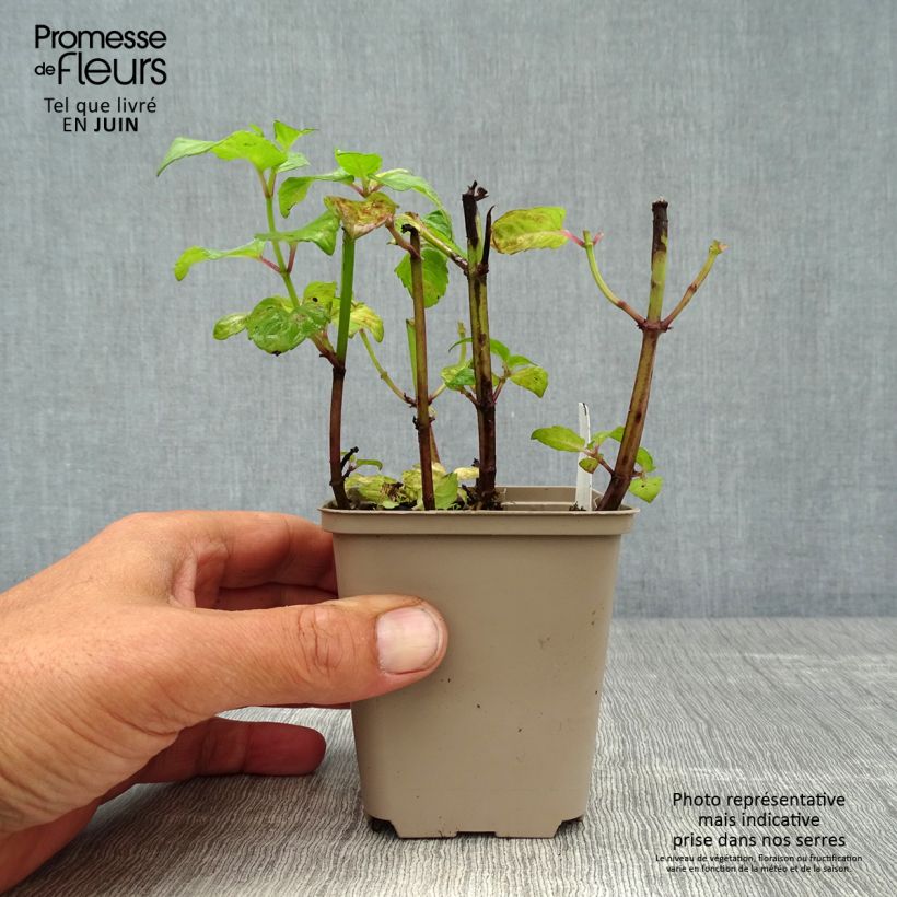 Amostra de Monarda Melissa Vaso de 8/9 cm tal como entregue no verão