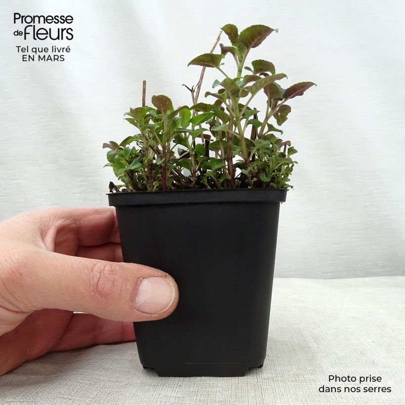 Amostra de Monarda Mohawk Vaso de 8/9 cm tal como entregue na primavera