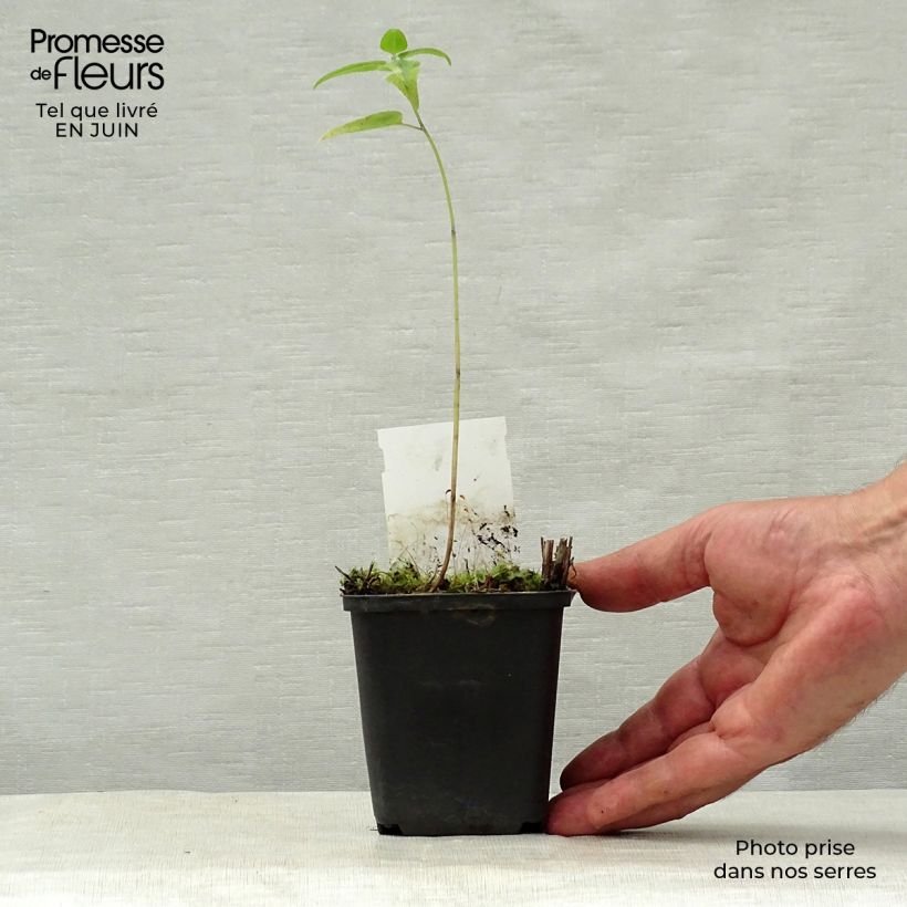 Amostra de Monarda Mohawk Vaso de 8/9 cm tal como entregue no verão
